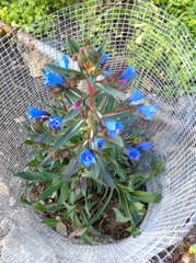 Echium thyrsiflorum