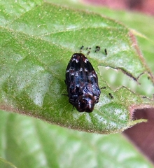 Brachys ovatus