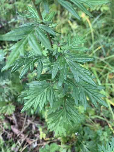 common mugwort