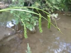 Carex prasina