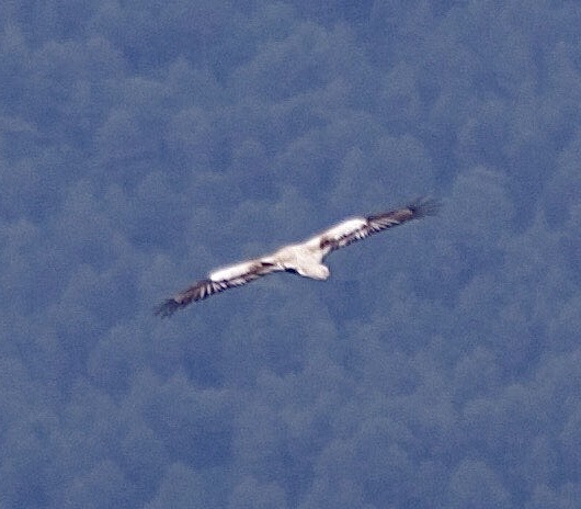 Egyptian Vulture