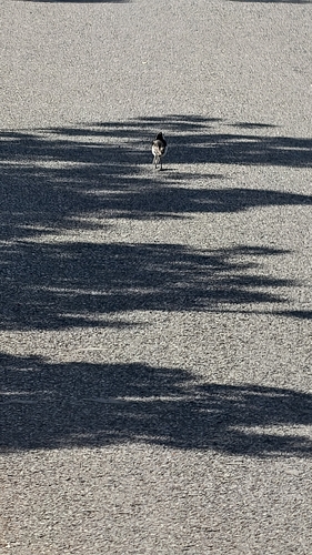 White Wagtail