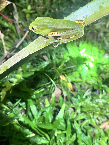 Brazilian Common Walking Leaf Frog