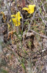 Calochortus clavatus