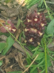 Bdallophytum americanum