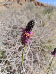 Dalea searlsiae
