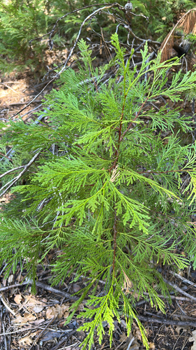 iNaturalist observation photo of California incense-cedar