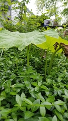 Astilboides tabularis