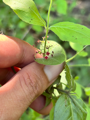 Crossopetalum uragoga (Crossopetalum uragoga)