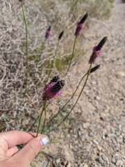 Dalea searlsiae