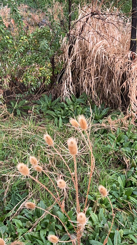 wild teasel