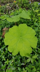 Astilboides tabularis