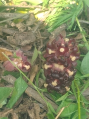 Bdallophytum americanum