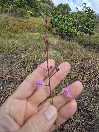 Mimosa somnians observed 2026-10-13