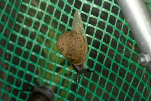Garden Snail