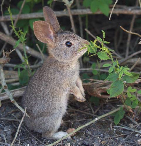 iNaturalist observation photo of Brush Rabbit