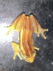 Afrixalus quadrivittatus