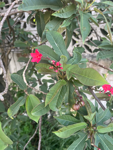 Jatropha integerrima observed 2026-10-13