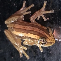 Afrixalus quadrivittatus