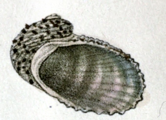 Granata cumingii