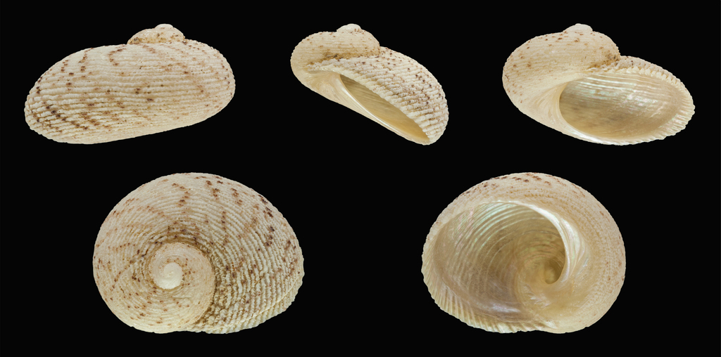 Granata