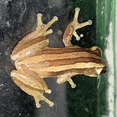 Afrixalus quadrivittatus