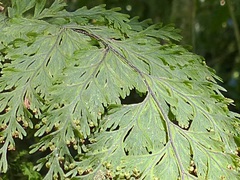 Hymenophyllum scabrum