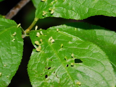 Phyllocoptes eupadi