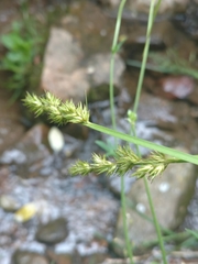 Carex laevivaginata