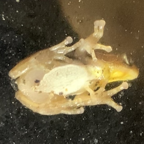 Four-lined Spiny Reed Frog