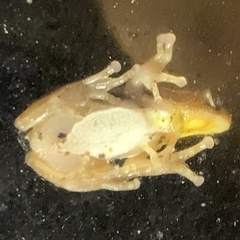 Afrixalus quadrivittatus