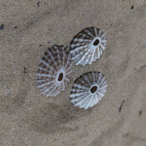 Fissurella nodosa, 2026-10-10