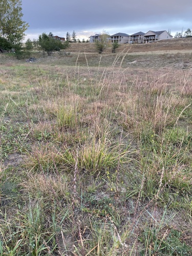 sideoats grama