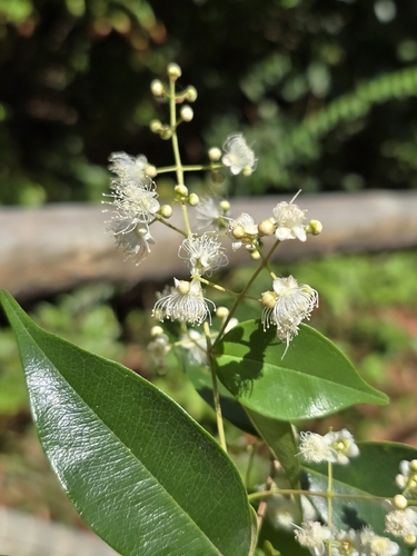 Myrcia splendens observed 2026-10-08