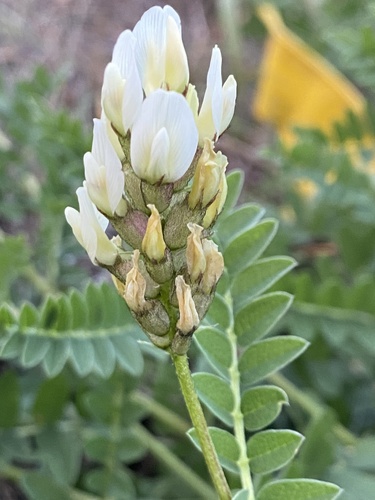 Chickpea Milkvetch