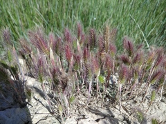 Hordeum geniculatum