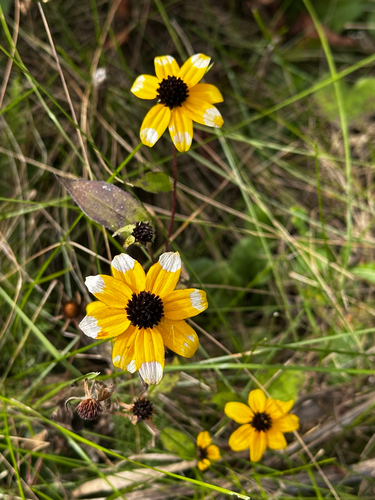 brown-eyed Susan