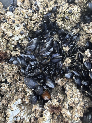 Northern Bay Mussel
