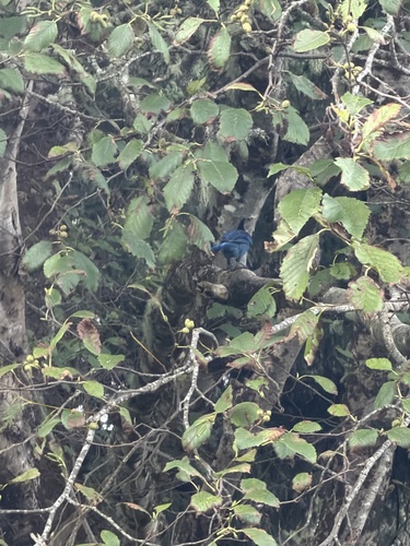 Steller's Jay