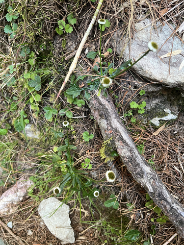 Myriactis humilis observed 2026-10-14