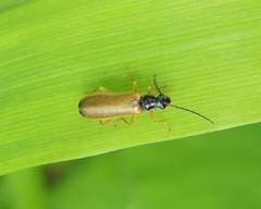 Rhagonycha lignosa