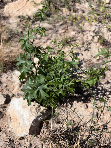 Slimlobe Globeberry