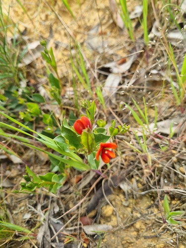Podolobium procumbens observed 2026-10-14