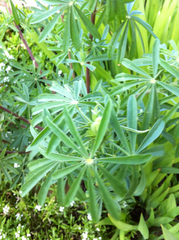 Lupinus arboreus