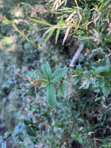 Berberis kawakamii, 2026-10-14