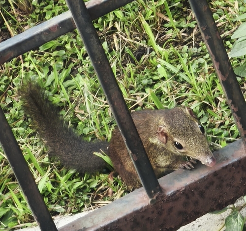 Tupaia glis observed 2026-10-14