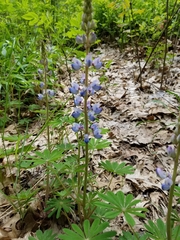 Lupinus perennis