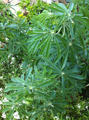 Lupinus arboreus