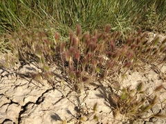 Hordeum geniculatum