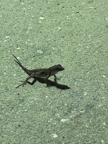 Brown Anole
